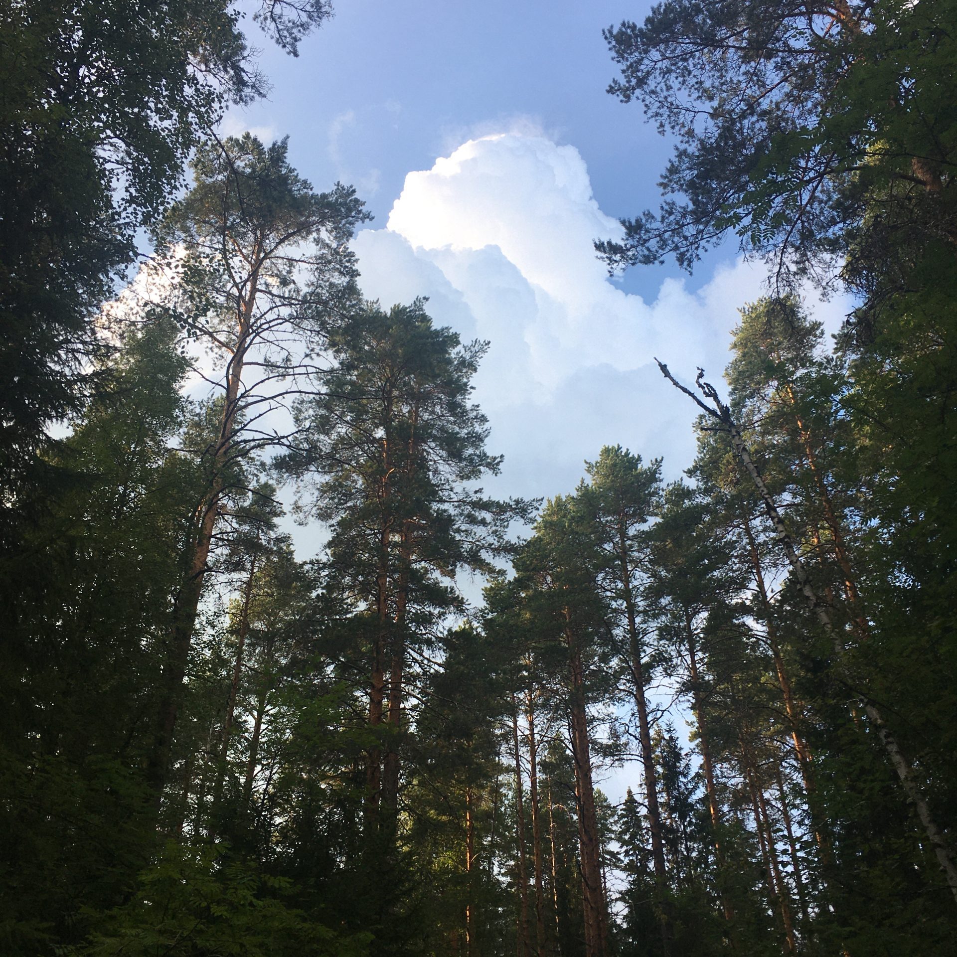 Taiteilijan PLRV teoskuva